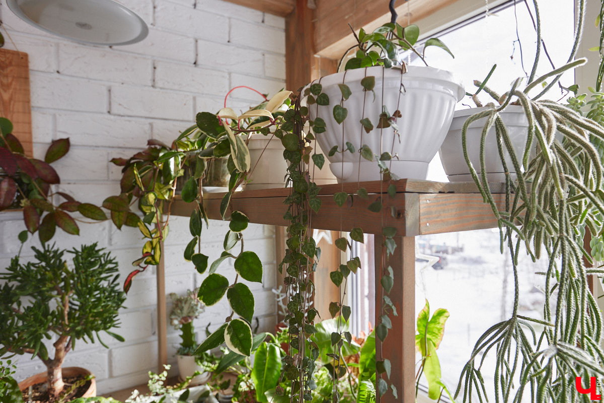 У коллекционера растений из Владимира Екатерины Вдовиной в доме тысячи видов цветов. Специально для них даже построили большую оранжерею с панорамными окнами, но и этого оказалось мало. Сейчас на 150 квадратных метрах таунхауса нет места без яркого акцента зеленого цвета. Но самое интересное: пространство для жизни Екатерине приснилось задолго до его покупки. 