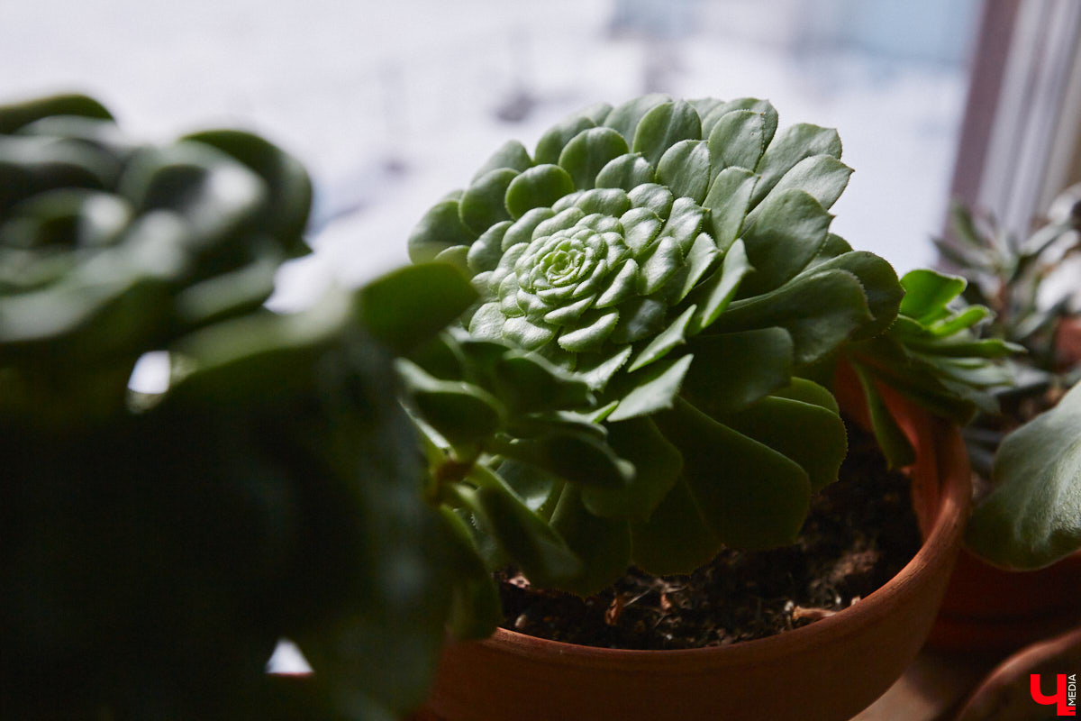 У коллекционера растений из Владимира Екатерины Вдовиной в доме тысячи видов цветов. Специально для них даже построили большую оранжерею с панорамными окнами, но и этого оказалось мало. Сейчас на 150 квадратных метрах таунхауса нет места без яркого акцента зеленого цвета. Но самое интересное: пространство для жизни Екатерине приснилось задолго до его покупки. 