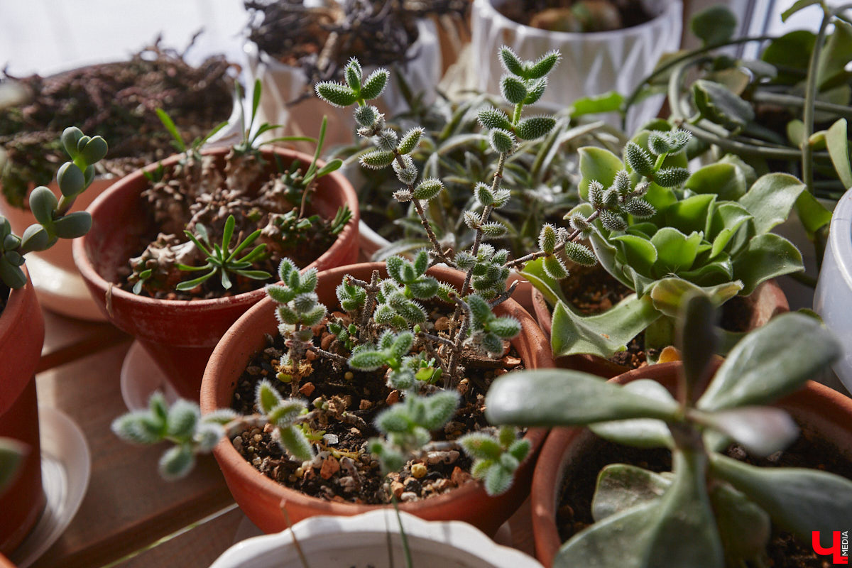 У коллекционера растений из Владимира Екатерины Вдовиной в доме тысячи видов цветов. Специально для них даже построили большую оранжерею с панорамными окнами, но и этого оказалось мало. Сейчас на 150 квадратных метрах таунхауса нет места без яркого акцента зеленого цвета. Но самое интересное: пространство для жизни Екатерине приснилось задолго до его покупки. 