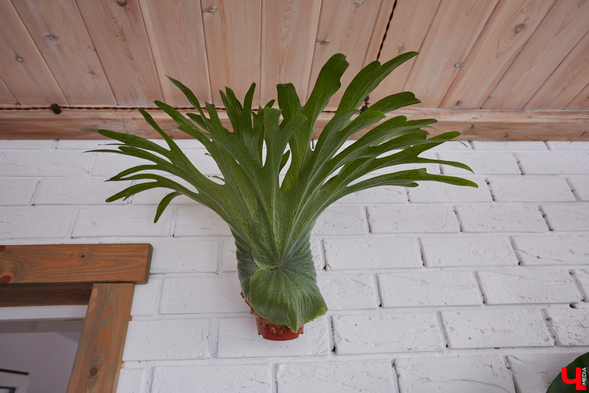 У коллекционера растений из Владимира Екатерины Вдовиной в доме тысячи видов цветов. Специально для них даже построили большую оранжерею с панорамными окнами, но и этого оказалось мало. Сейчас на 150 квадратных метрах таунхауса нет места без яркого акцента зеленого цвета. Но самое интересное: пространство для жизни Екатерине приснилось задолго до его покупки. 