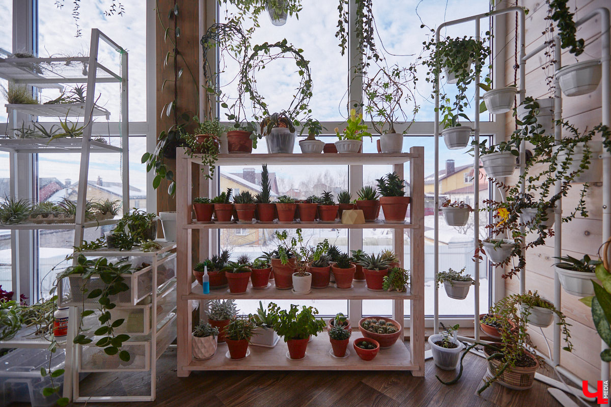 У коллекционера растений из Владимира Екатерины Вдовиной в доме тысячи видов цветов. Специально для них даже построили большую оранжерею с панорамными окнами, но и этого оказалось мало. Сейчас на 150 квадратных метрах таунхауса нет места без яркого акцента зеленого цвета. Но самое интересное: пространство для жизни Екатерине приснилось задолго до его покупки. 