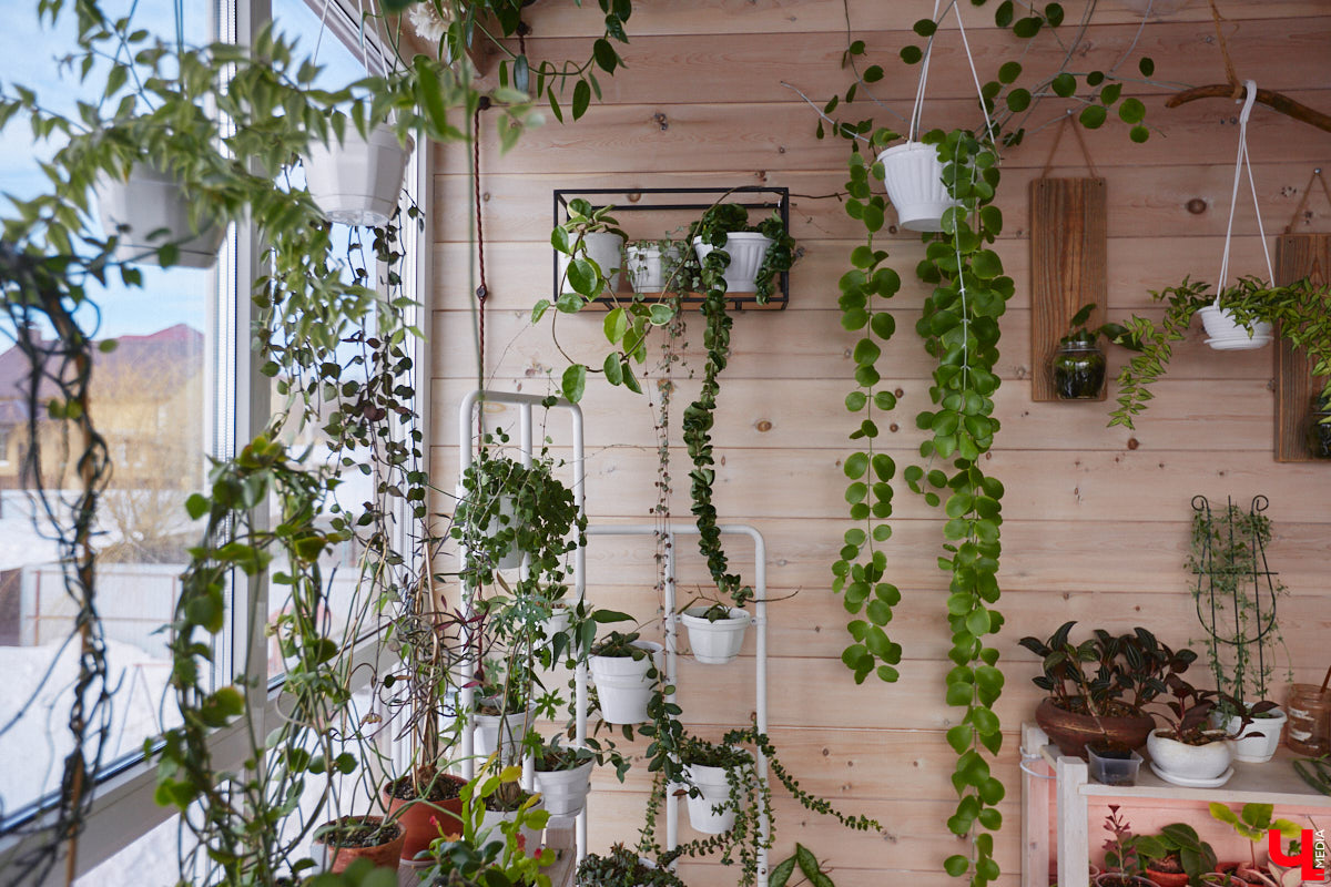 У коллекционера растений из Владимира Екатерины Вдовиной в доме тысячи видов цветов. Специально для них даже построили большую оранжерею с панорамными окнами, но и этого оказалось мало. Сейчас на 150 квадратных метрах таунхауса нет места без яркого акцента зеленого цвета. Но самое интересное: пространство для жизни Екатерине приснилось задолго до его покупки. 