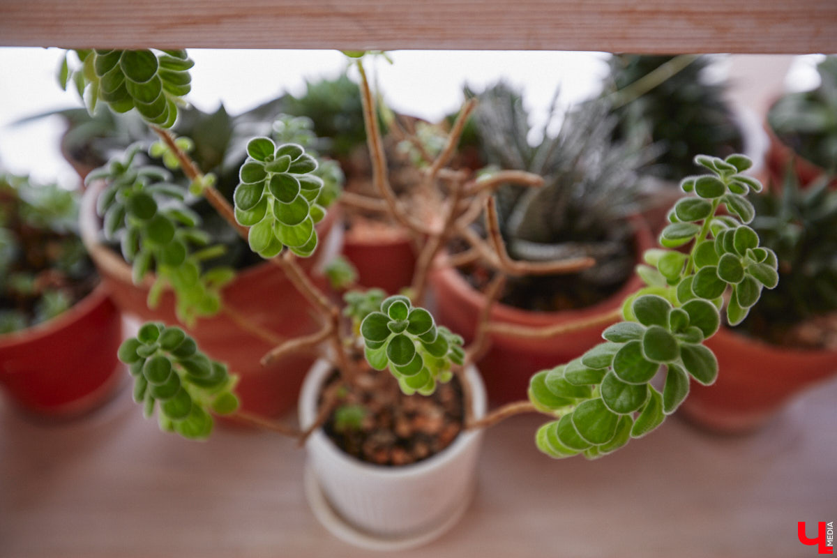 У коллекционера растений из Владимира Екатерины Вдовиной в доме тысячи видов цветов. Специально для них даже построили большую оранжерею с панорамными окнами, но и этого оказалось мало. Сейчас на 150 квадратных метрах таунхауса нет места без яркого акцента зеленого цвета. Но самое интересное: пространство для жизни Екатерине приснилось задолго до его покупки. 