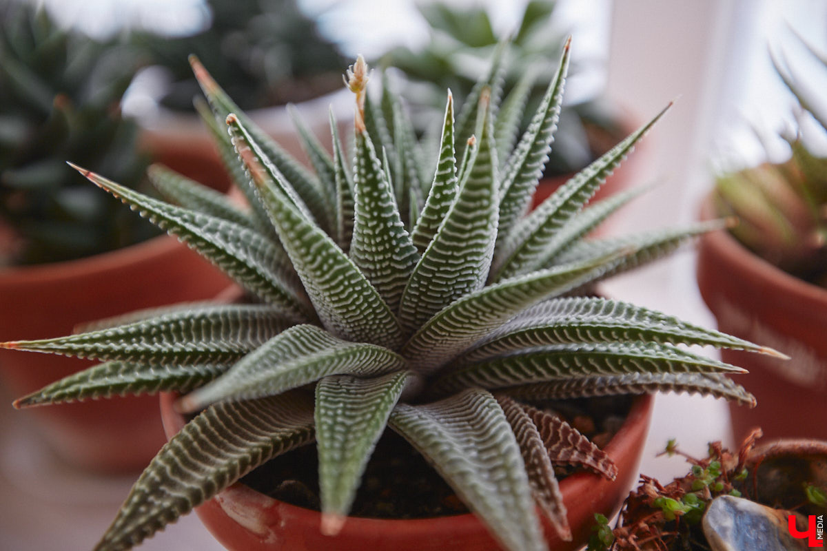 У коллекционера растений из Владимира Екатерины Вдовиной в доме тысячи видов цветов. Специально для них даже построили большую оранжерею с панорамными окнами, но и этого оказалось мало. Сейчас на 150 квадратных метрах таунхауса нет места без яркого акцента зеленого цвета. Но самое интересное: пространство для жизни Екатерине приснилось задолго до его покупки. 