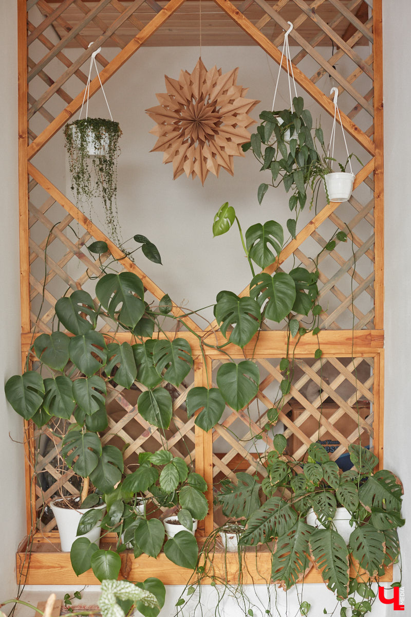 У коллекционера растений из Владимира Екатерины Вдовиной в доме тысячи видов цветов. Специально для них даже построили большую оранжерею с панорамными окнами, но и этого оказалось мало. Сейчас на 150 квадратных метрах таунхауса нет места без яркого акцента зеленого цвета. Но самое интересное: пространство для жизни Екатерине приснилось задолго до его покупки. 