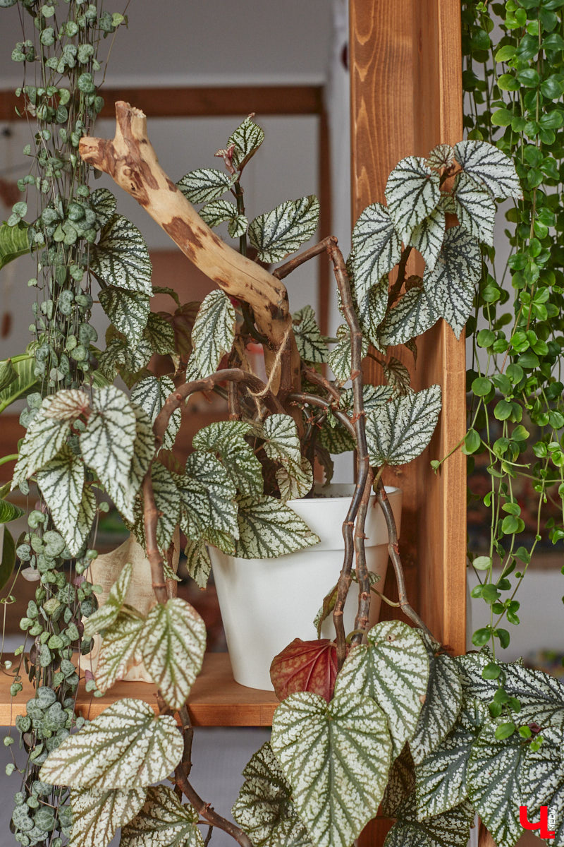 У коллекционера растений из Владимира Екатерины Вдовиной в доме тысячи видов цветов. Специально для них даже построили большую оранжерею с панорамными окнами, но и этого оказалось мало. Сейчас на 150 квадратных метрах таунхауса нет места без яркого акцента зеленого цвета. Но самое интересное: пространство для жизни Екатерине приснилось задолго до его покупки. 