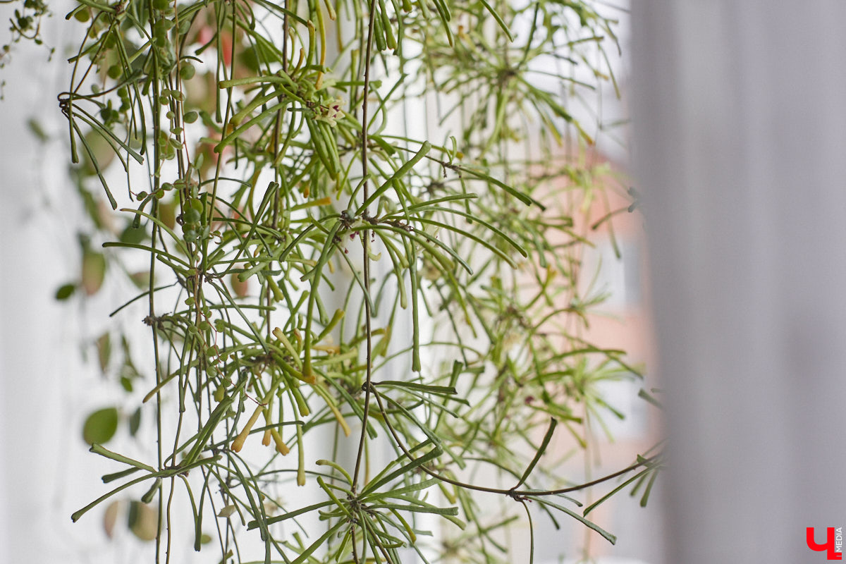 У коллекционера растений из Владимира Екатерины Вдовиной в доме тысячи видов цветов. Специально для них даже построили большую оранжерею с панорамными окнами, но и этого оказалось мало. Сейчас на 150 квадратных метрах таунхауса нет места без яркого акцента зеленого цвета. Но самое интересное: пространство для жизни Екатерине приснилось задолго до его покупки. 