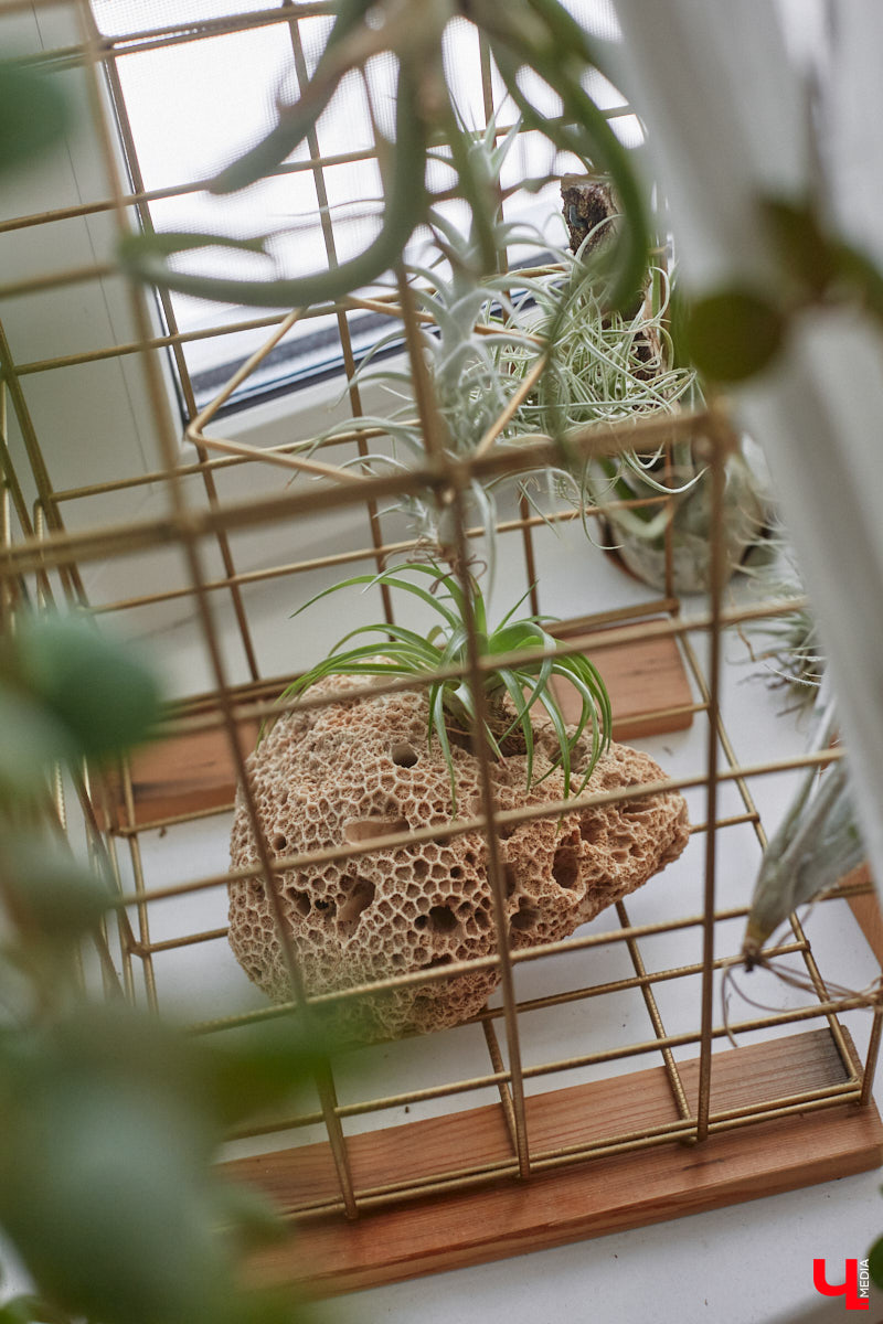 У коллекционера растений из Владимира Екатерины Вдовиной в доме тысячи видов цветов. Специально для них даже построили большую оранжерею с панорамными окнами, но и этого оказалось мало. Сейчас на 150 квадратных метрах таунхауса нет места без яркого акцента зеленого цвета. Но самое интересное: пространство для жизни Екатерине приснилось задолго до его покупки. 