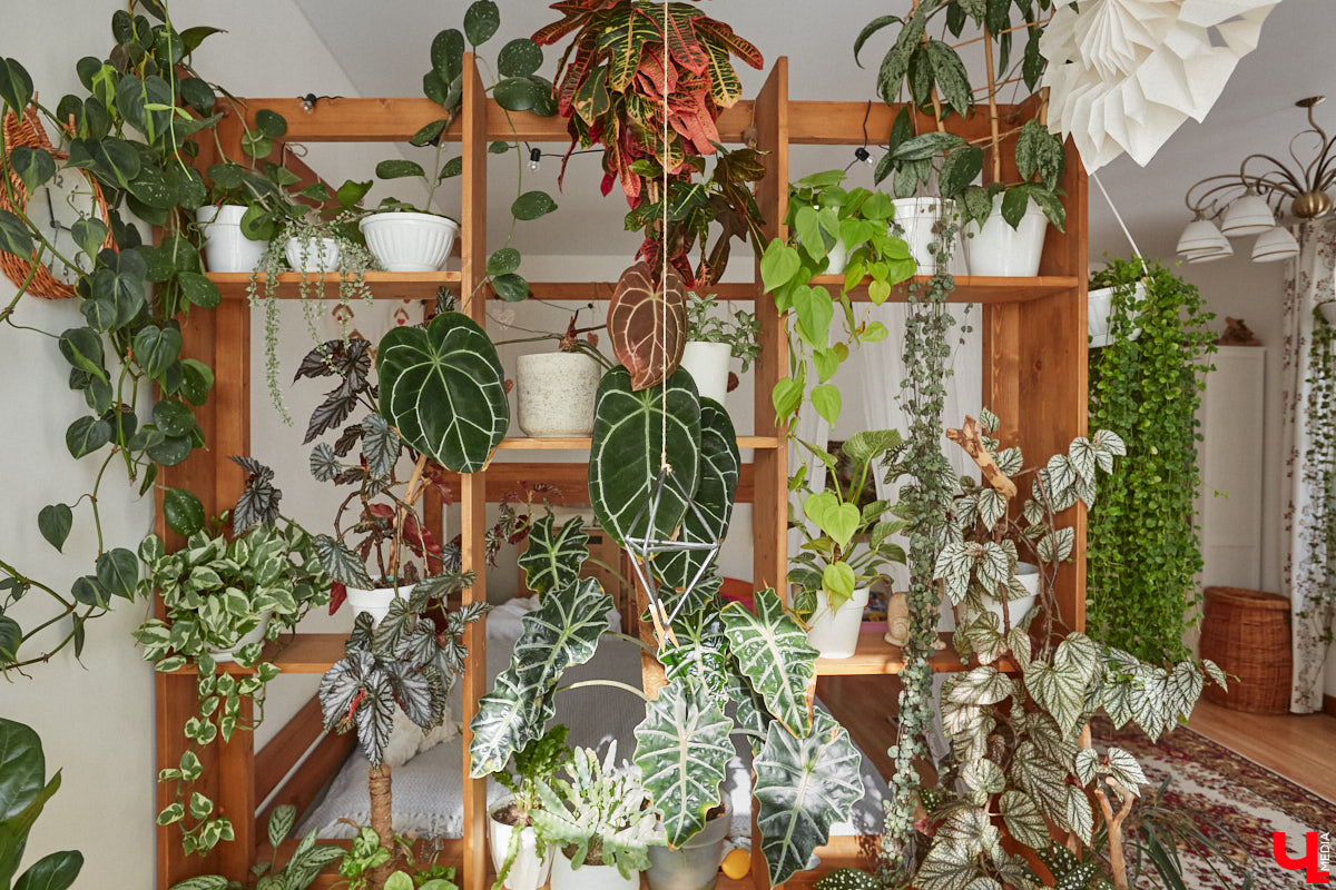 У коллекционера растений из Владимира Екатерины Вдовиной в доме тысячи видов цветов. Специально для них даже построили большую оранжерею с панорамными окнами, но и этого оказалось мало. Сейчас на 150 квадратных метрах таунхауса нет места без яркого акцента зеленого цвета. Но самое интересное: пространство для жизни Екатерине приснилось задолго до его покупки. 