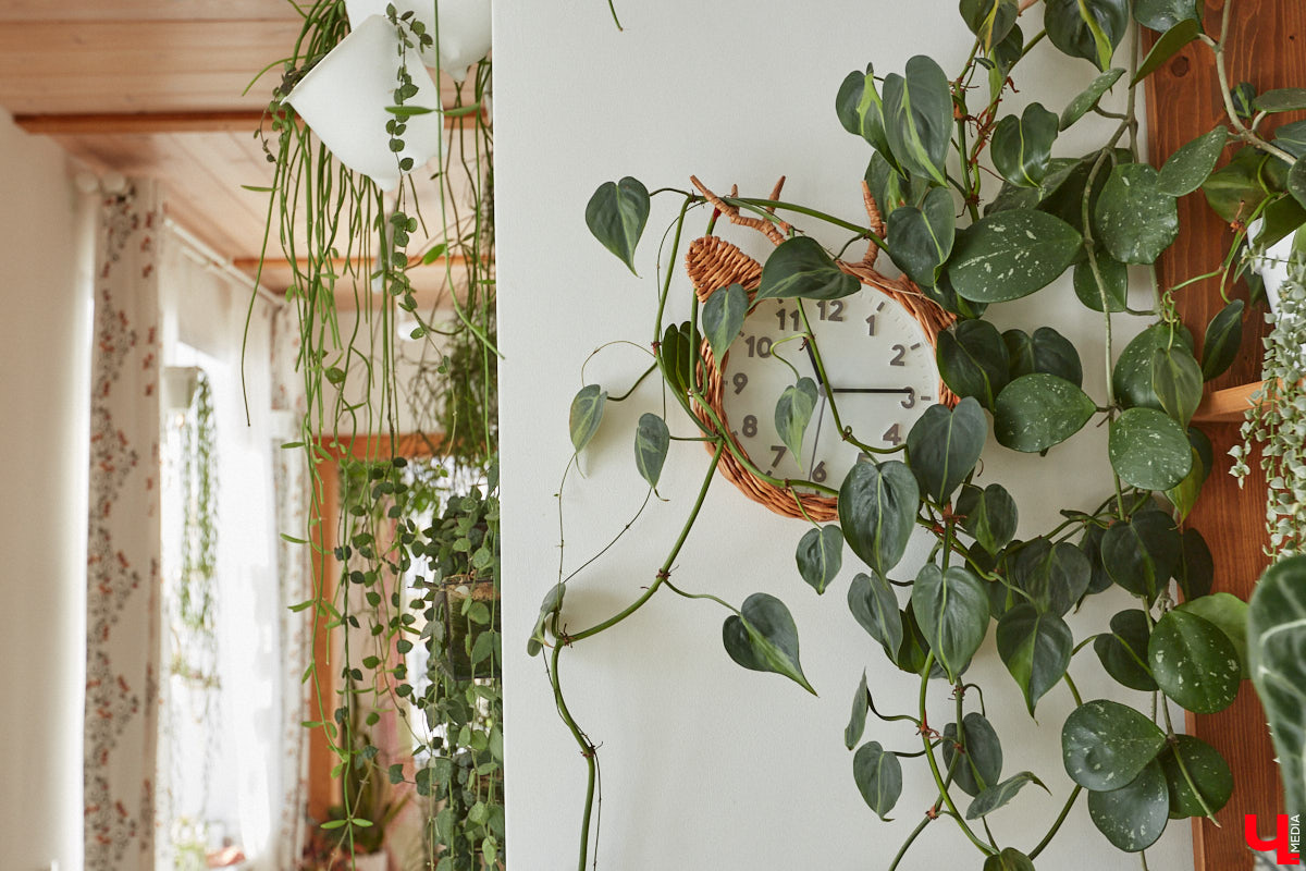 У коллекционера растений из Владимира Екатерины Вдовиной в доме тысячи видов цветов. Специально для них даже построили большую оранжерею с панорамными окнами, но и этого оказалось мало. Сейчас на 150 квадратных метрах таунхауса нет места без яркого акцента зеленого цвета. Но самое интересное: пространство для жизни Екатерине приснилось задолго до его покупки. 