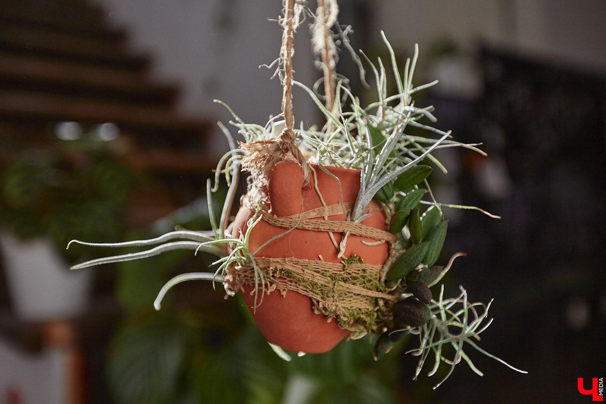 У коллекционера растений из Владимира Екатерины Вдовиной в доме тысячи видов цветов. Специально для них даже построили большую оранжерею с панорамными окнами, но и этого оказалось мало. Сейчас на 150 квадратных метрах таунхауса нет места без яркого акцента зеленого цвета. Но самое интересное: пространство для жизни Екатерине приснилось задолго до его покупки. 