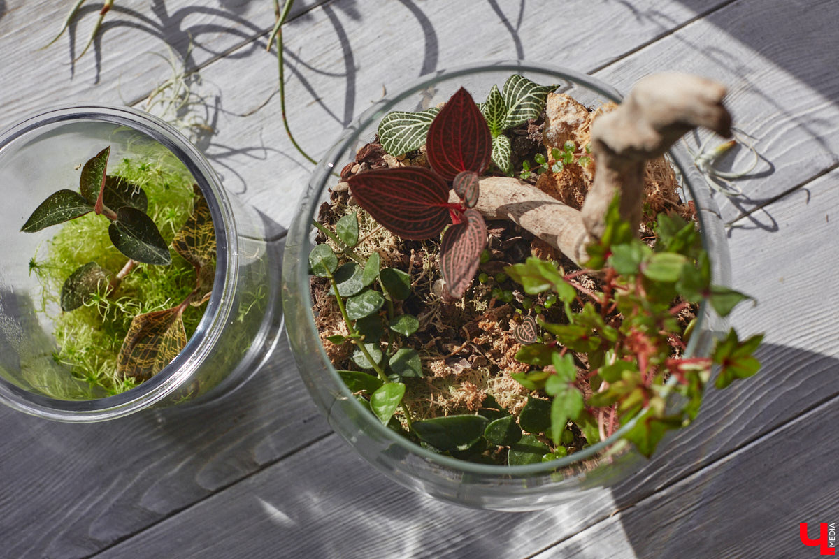 У коллекционера растений из Владимира Екатерины Вдовиной в доме тысячи видов цветов. Специально для них даже построили большую оранжерею с панорамными окнами, но и этого оказалось мало. Сейчас на 150 квадратных метрах таунхауса нет места без яркого акцента зеленого цвета. Но самое интересное: пространство для жизни Екатерине приснилось задолго до его покупки. 