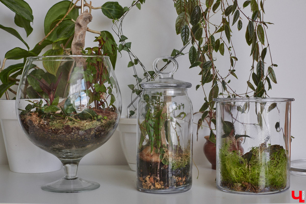 У коллекционера растений из Владимира Екатерины Вдовиной в доме тысячи видов цветов. Специально для них даже построили большую оранжерею с панорамными окнами, но и этого оказалось мало. Сейчас на 150 квадратных метрах таунхауса нет места без яркого акцента зеленого цвета. Но самое интересное: пространство для жизни Екатерине приснилось задолго до его покупки. 