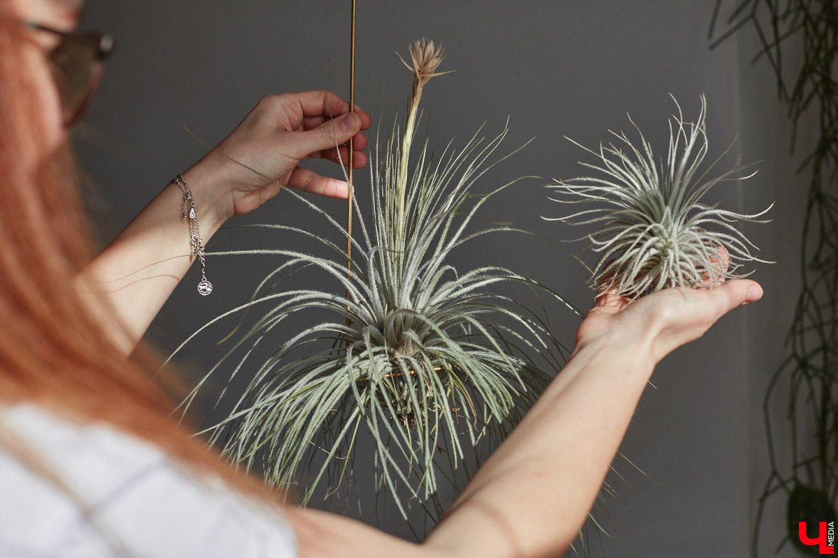 У коллекционера растений из Владимира Екатерины Вдовиной в доме тысячи видов цветов. Специально для них даже построили большую оранжерею с панорамными окнами, но и этого оказалось мало. Сейчас на 150 квадратных метрах таунхауса нет места без яркого акцента зеленого цвета. Но самое интересное: пространство для жизни Екатерине приснилось задолго до его покупки. 