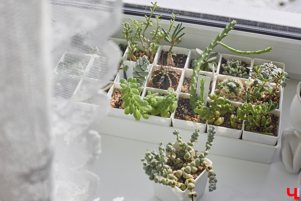 У коллекционера растений из Владимира Екатерины Вдовиной в доме тысячи видов цветов. Специально для них даже построили большую оранжерею с панорамными окнами, но и этого оказалось мало. Сейчас на 150 квадратных метрах таунхауса нет места без яркого акцента зеленого цвета. Но самое интересное: пространство для жизни Екатерине приснилось задолго до его покупки. 