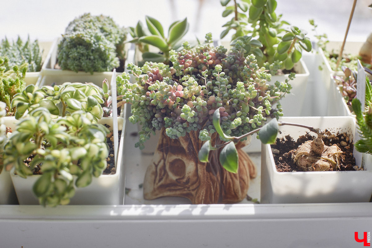 У коллекционера растений из Владимира Екатерины Вдовиной в доме тысячи видов цветов. Специально для них даже построили большую оранжерею с панорамными окнами, но и этого оказалось мало. Сейчас на 150 квадратных метрах таунхауса нет места без яркого акцента зеленого цвета. Но самое интересное: пространство для жизни Екатерине приснилось задолго до его покупки. 