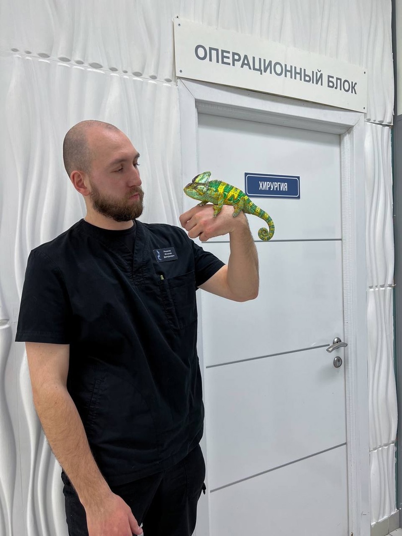 Завести рептилию в качестве домашнего любимца — большая ответственность. Мало того, что ее требуется содержать в специальных условиях, еще и врач нужен особый — герпетолог. Во Владимире такой есть. Мы познакомились с Игнатием Рязановым и разузнали, как его интерес к пресмыкающимся вырос в профессию.