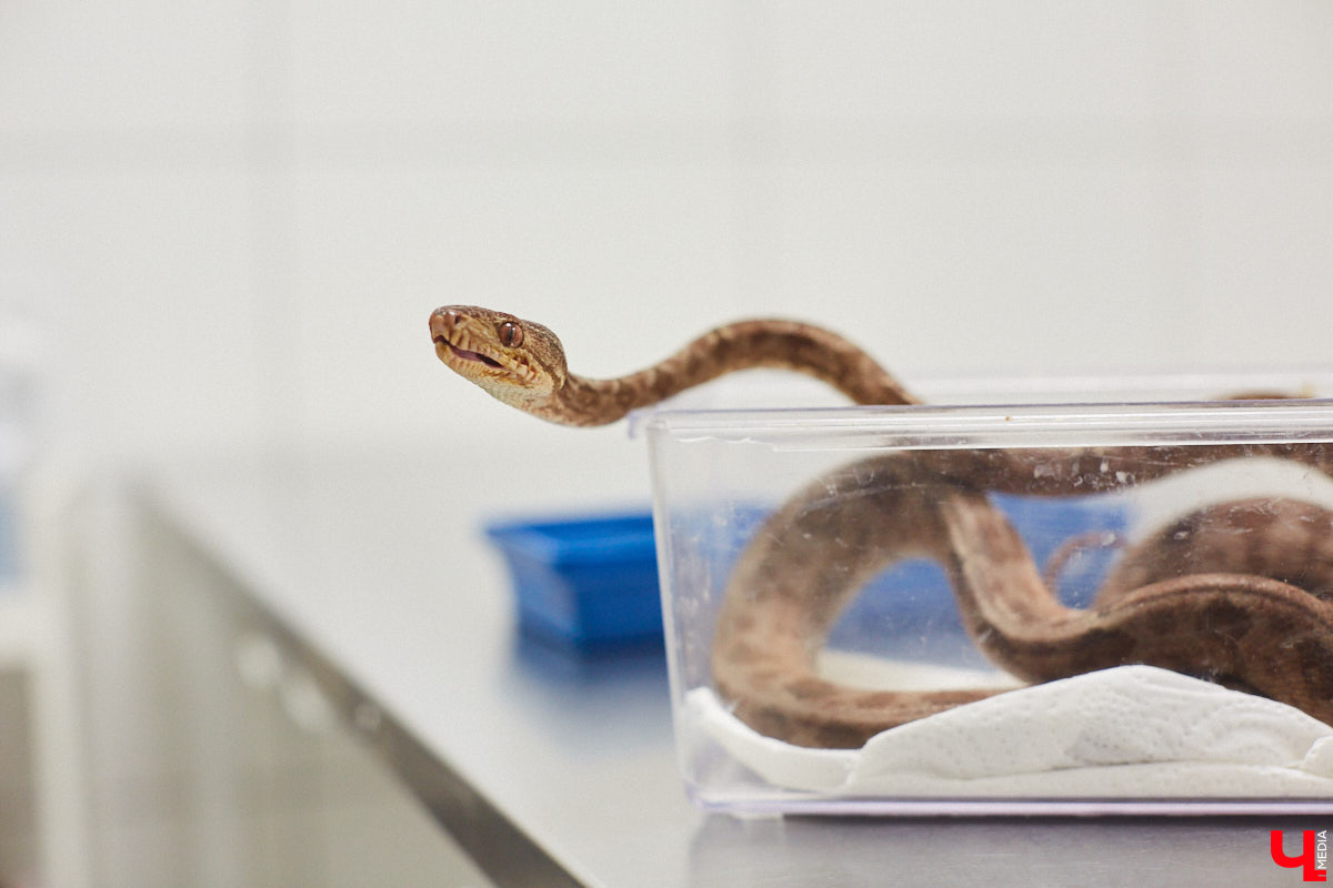 Завести рептилию в качестве домашнего любимца — большая ответственность. Мало того, что ее требуется содержать в специальных условиях, еще и врач нужен особый — герпетолог. Во Владимире такой есть. Мы познакомились с Игнатием Рязановым и разузнали, как его интерес к пресмыкающимся вырос в профессию.