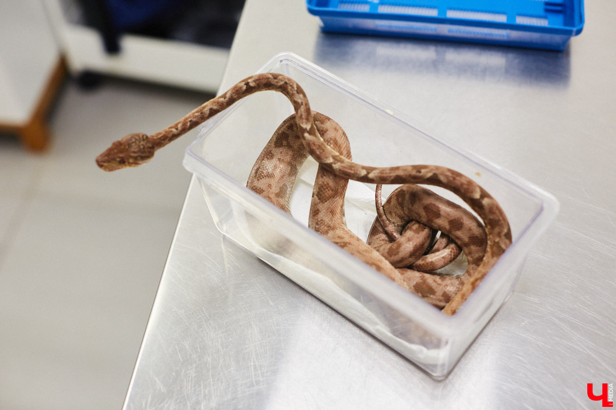 Завести рептилию в качестве домашнего любимца — большая ответственность. Мало того, что ее требуется содержать в специальных условиях, еще и врач нужен особый — герпетолог. Во Владимире такой есть. Мы познакомились с Игнатием Рязановым и разузнали, как его интерес к пресмыкающимся вырос в профессию.