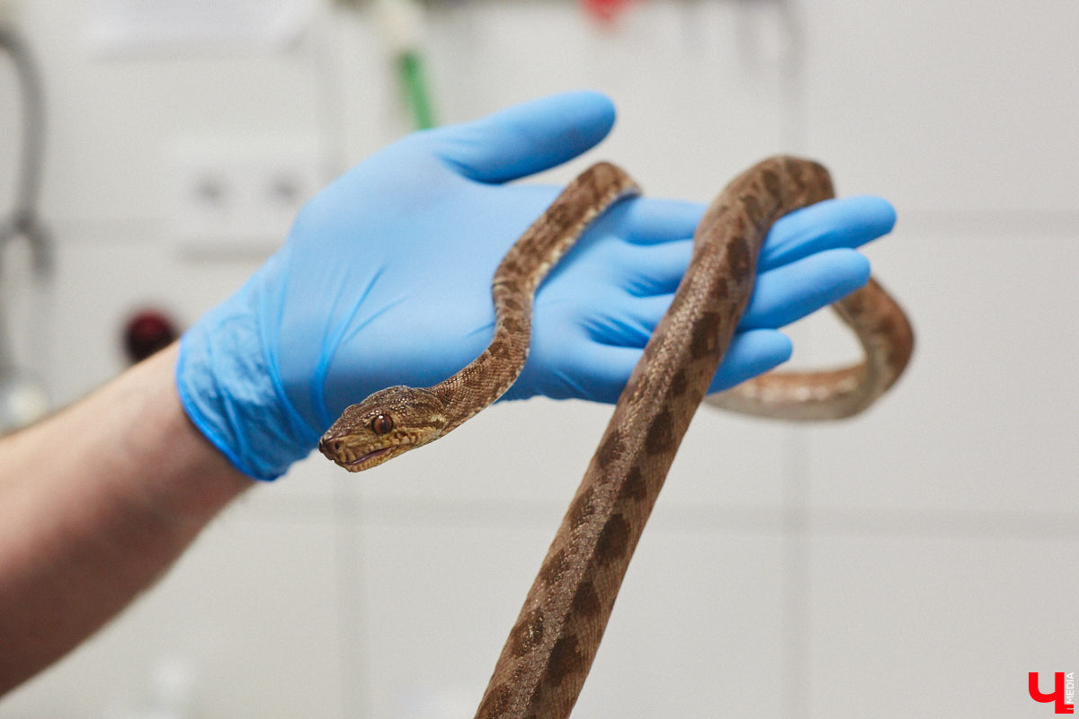 Завести рептилию в качестве домашнего любимца — большая ответственность. Мало того, что ее требуется содержать в специальных условиях, еще и врач нужен особый — герпетолог. Во Владимире такой есть. Мы познакомились с Игнатием Рязановым и разузнали, как его интерес к пресмыкающимся вырос в профессию.