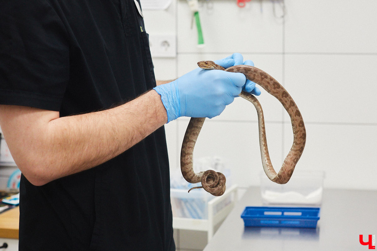 Завести рептилию в качестве домашнего любимца — большая ответственность. Мало того, что ее требуется содержать в специальных условиях, еще и врач нужен особый — герпетолог. Во Владимире такой есть. Мы познакомились с Игнатием Рязановым и разузнали, как его интерес к пресмыкающимся вырос в профессию.