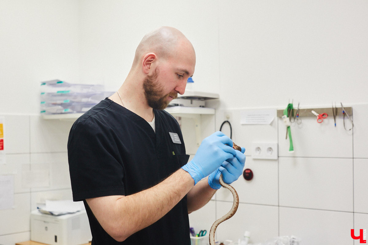 Завести рептилию в качестве домашнего любимца — большая ответственность. Мало того, что ее требуется содержать в специальных условиях, еще и врач нужен особый — герпетолог. Во Владимире такой есть. Мы познакомились с Игнатием Рязановым и разузнали, как его интерес к пресмыкающимся вырос в профессию.