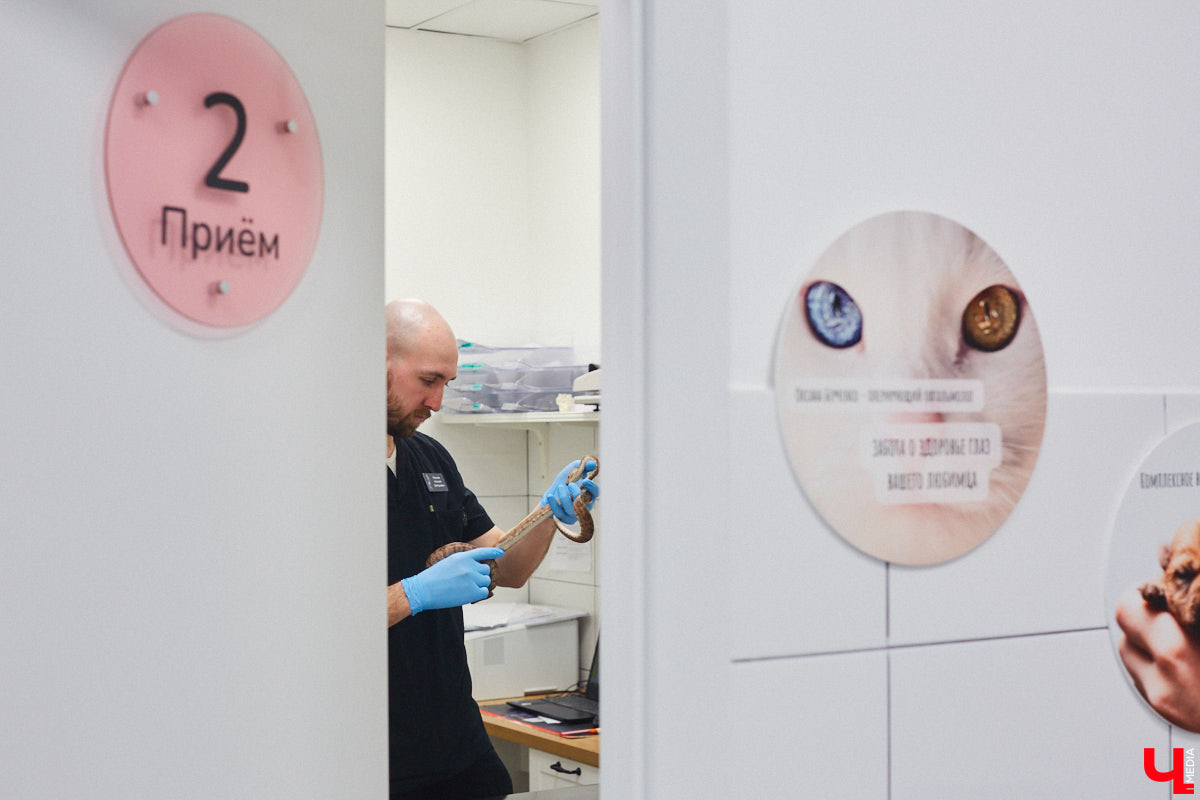 Завести рептилию в качестве домашнего любимца — большая ответственность. Мало того, что ее требуется содержать в специальных условиях, еще и врач нужен особый — герпетолог. Во Владимире такой есть. Мы познакомились с Игнатием Рязановым и разузнали, как его интерес к пресмыкающимся вырос в профессию.