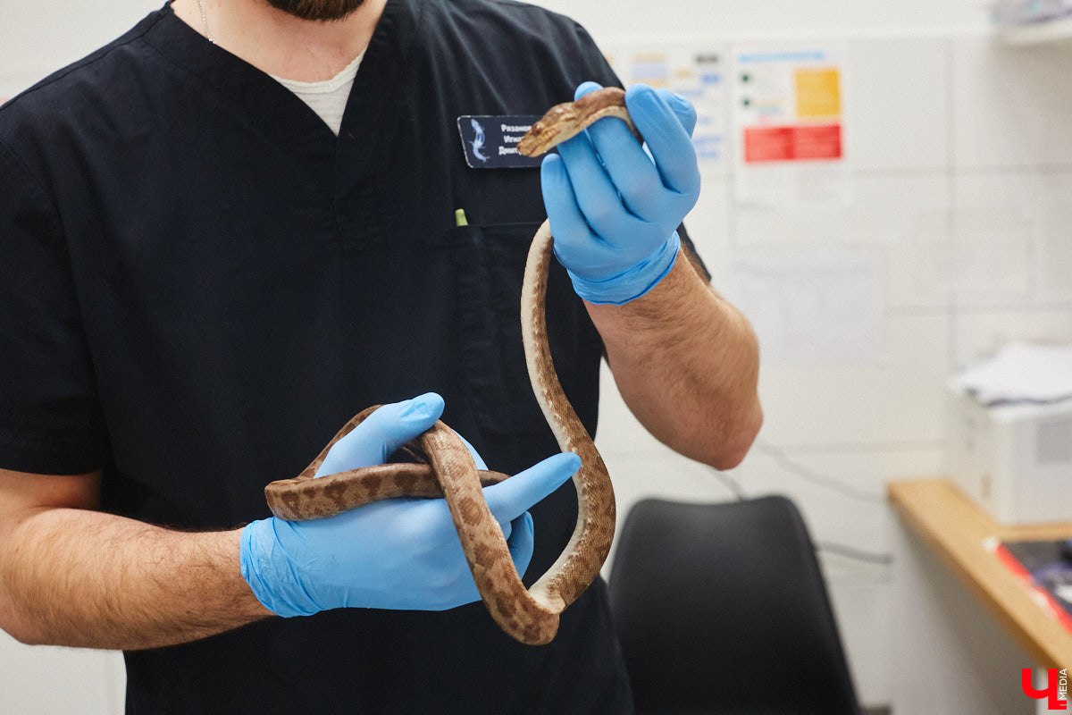 Завести рептилию в качестве домашнего любимца — большая ответственность. Мало того, что ее требуется содержать в специальных условиях, еще и врач нужен особый — герпетолог. Во Владимире такой есть. Мы познакомились с Игнатием Рязановым и разузнали, как его интерес к пресмыкающимся вырос в профессию.