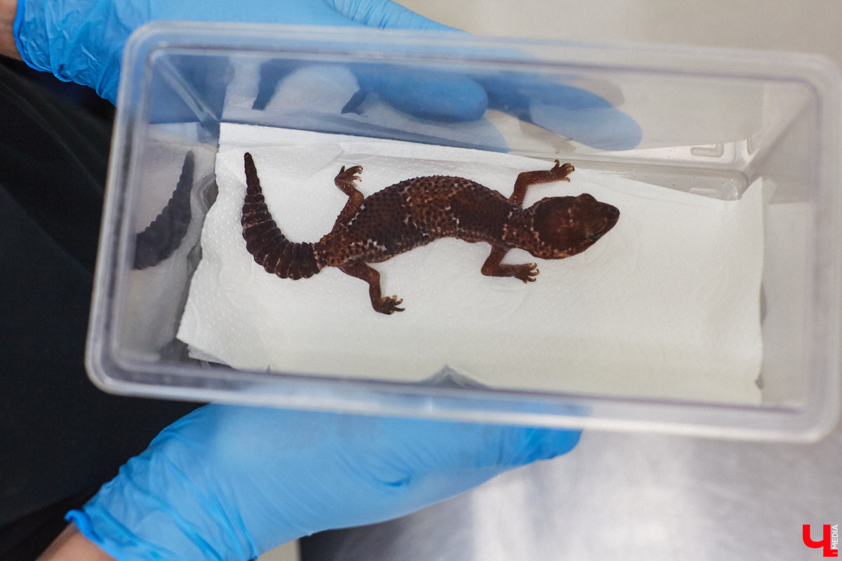 Завести рептилию в качестве домашнего любимца — большая ответственность. Мало того, что ее требуется содержать в специальных условиях, еще и врач нужен особый — герпетолог. Во Владимире такой есть. Мы познакомились с Игнатием Рязановым и разузнали, как его интерес к пресмыкающимся вырос в профессию.