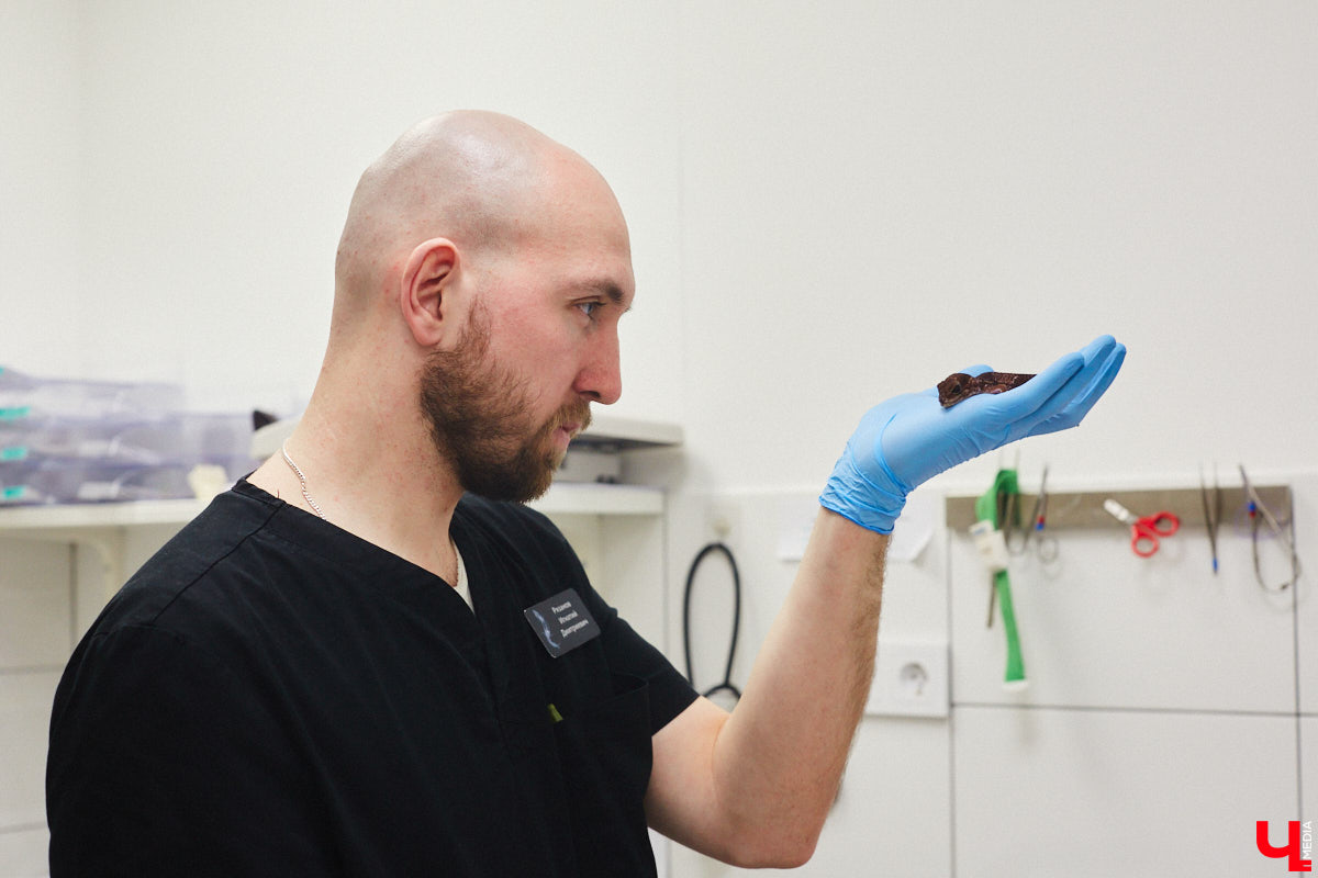 Завести рептилию в качестве домашнего любимца — большая ответственность. Мало того, что ее требуется содержать в специальных условиях, еще и врач нужен особый — герпетолог. Во Владимире такой есть. Мы познакомились с Игнатием Рязановым и разузнали, как его интерес к пресмыкающимся вырос в профессию.