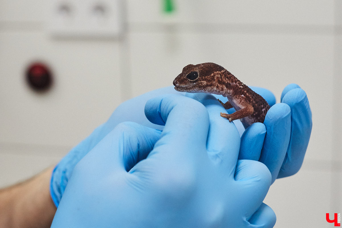 Завести рептилию в качестве домашнего любимца — большая ответственность. Мало того, что ее требуется содержать в специальных условиях, еще и врач нужен особый — герпетолог. Во Владимире такой есть. Мы познакомились с Игнатием Рязановым и разузнали, как его интерес к пресмыкающимся вырос в профессию.