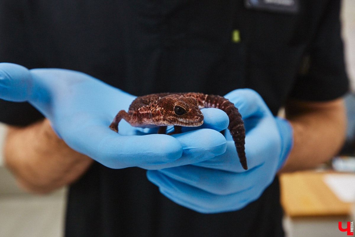 Завести рептилию в качестве домашнего любимца — большая ответственность. Мало того, что ее требуется содержать в специальных условиях, еще и врач нужен особый — герпетолог. Во Владимире такой есть. Мы познакомились с Игнатием Рязановым и разузнали, как его интерес к пресмыкающимся вырос в профессию.