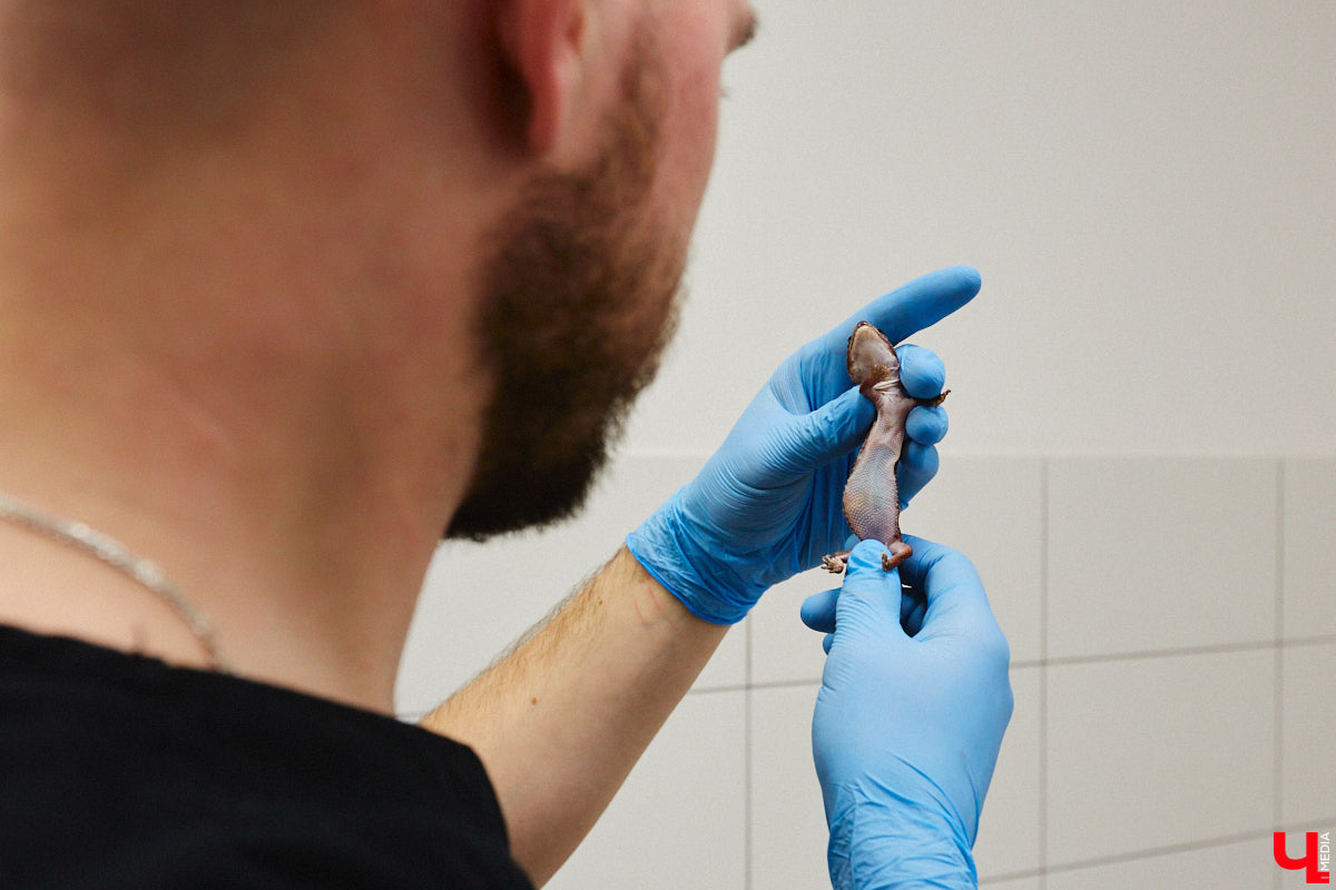 Завести рептилию в качестве домашнего любимца — большая ответственность. Мало того, что ее требуется содержать в специальных условиях, еще и врач нужен особый — герпетолог. Во Владимире такой есть. Мы познакомились с Игнатием Рязановым и разузнали, как его интерес к пресмыкающимся вырос в профессию.