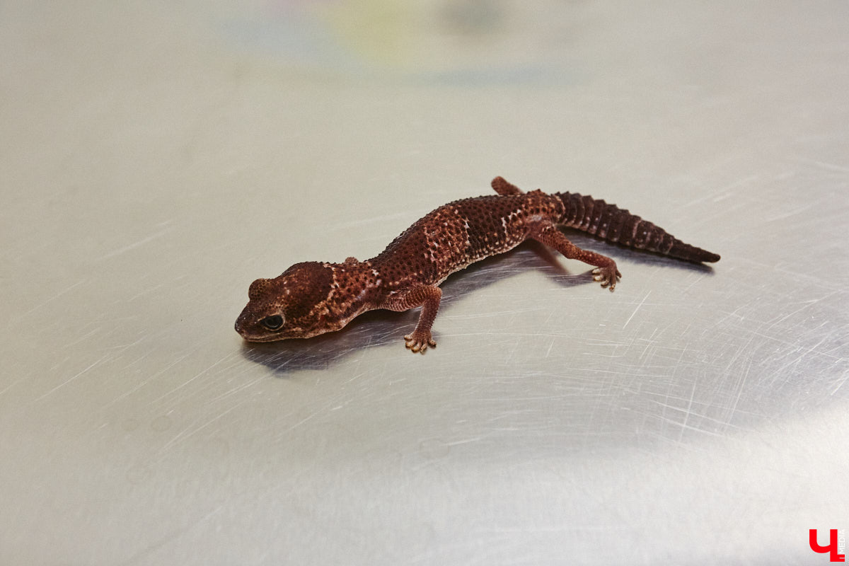 Завести рептилию в качестве домашнего любимца — большая ответственность. Мало того, что ее требуется содержать в специальных условиях, еще и врач нужен особый — герпетолог. Во Владимире такой есть. Мы познакомились с Игнатием Рязановым и разузнали, как его интерес к пресмыкающимся вырос в профессию.