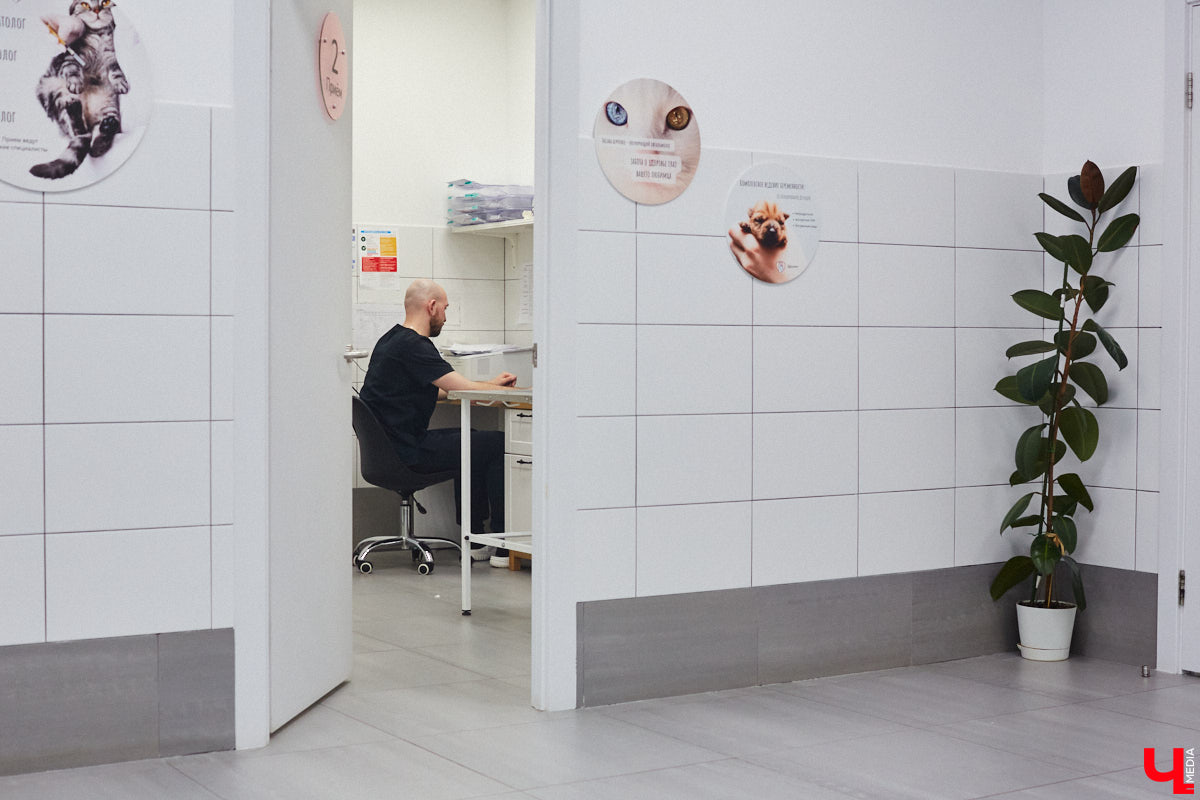 Завести рептилию в качестве домашнего любимца — большая ответственность. Мало того, что ее требуется содержать в специальных условиях, еще и врач нужен особый — герпетолог. Во Владимире такой есть. Мы познакомились с Игнатием Рязановым и разузнали, как его интерес к пресмыкающимся вырос в профессию.