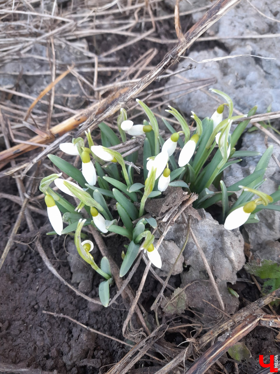 Красоты вам в ленту! Во Владимире прямо под окнами многоквартирного дома на улице Труда распустились подснежники. Сказочная полянка выглядит как настоящее чудо под открытым небом.