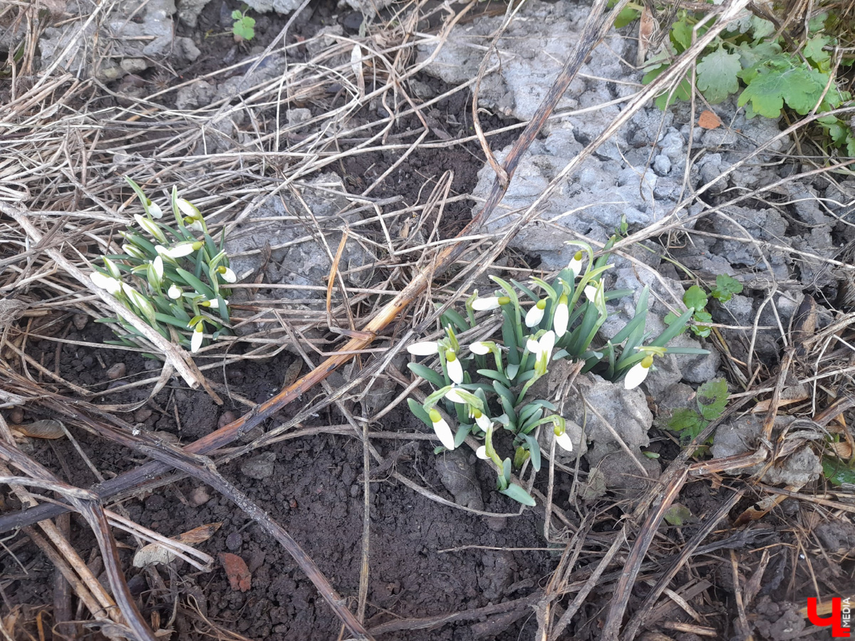 Красоты вам в ленту! Во Владимире прямо под окнами многоквартирного дома на улице Труда распустились подснежники. Сказочная полянка выглядит как настоящее чудо под открытым небом.