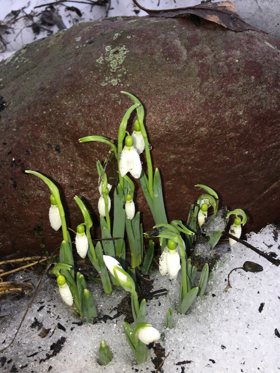 Красоты вам в ленту! Во Владимире прямо под окнами многоквартирного дома на улице Труда распустились подснежники. Сказочная полянка выглядит как настоящее чудо под открытым небом.