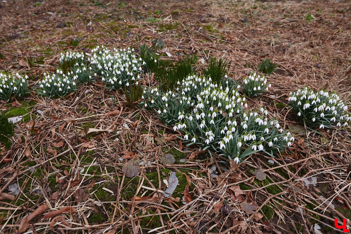 Красоты вам в ленту! Во Владимире прямо под окнами многоквартирного дома на улице Труда распустились подснежники. Сказочная полянка выглядит как настоящее чудо под открытым небом.