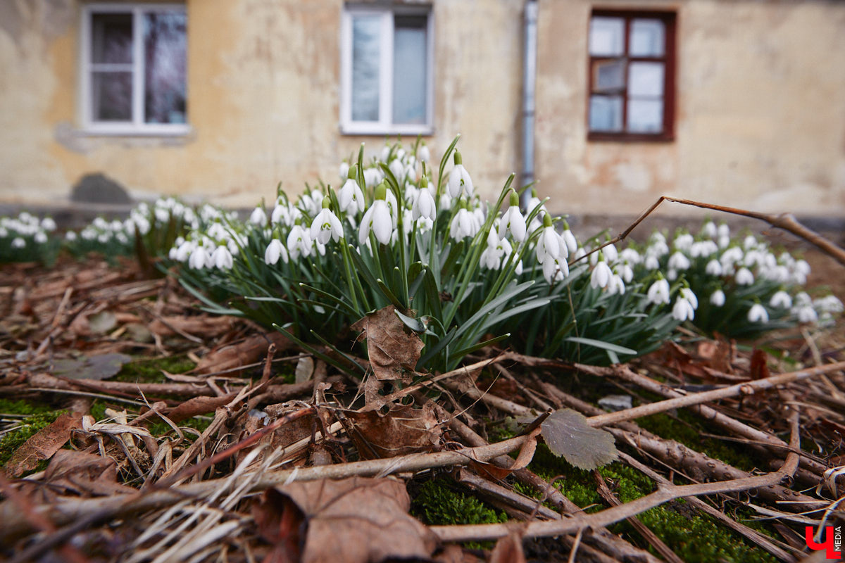 Красоты вам в ленту! Во Владимире прямо под окнами многоквартирного дома на улице Труда распустились подснежники. Сказочная полянка выглядит как настоящее чудо под открытым небом.