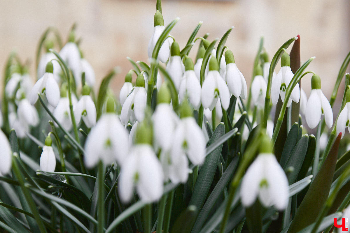 Красоты вам в ленту! Во Владимире прямо под окнами многоквартирного дома на улице Труда распустились подснежники. Сказочная полянка выглядит как настоящее чудо под открытым небом.
