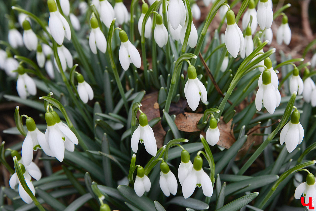 Красоты вам в ленту! Во Владимире прямо под окнами многоквартирного дома на улице Труда распустились подснежники. Сказочная полянка выглядит как настоящее чудо под открытым небом.