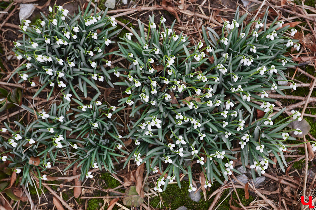 Красоты вам в ленту! Во Владимире прямо под окнами многоквартирного дома на улице Труда распустились подснежники. Сказочная полянка выглядит как настоящее чудо под открытым небом.