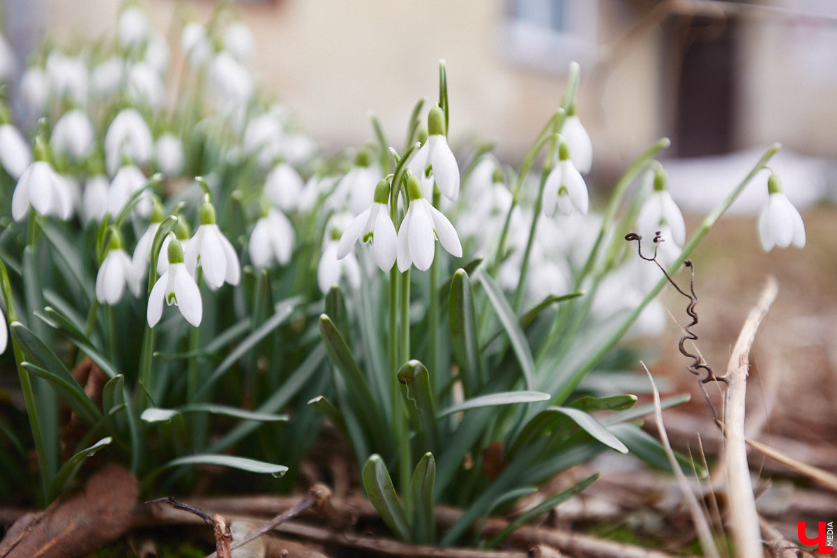 Красоты вам в ленту! Во Владимире прямо под окнами многоквартирного дома на улице Труда распустились подснежники. Сказочная полянка выглядит как настоящее чудо под открытым небом.