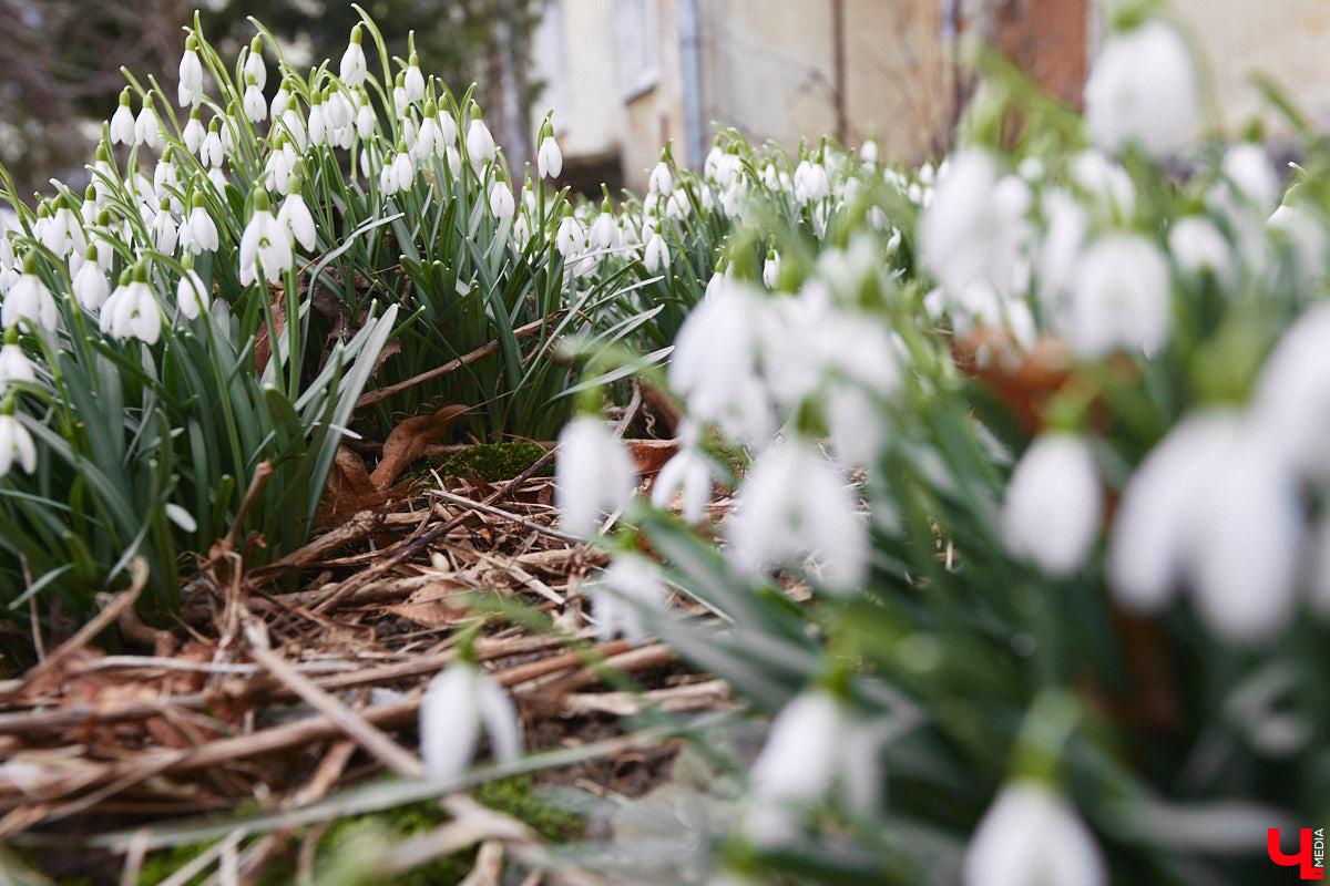 Красоты вам в ленту! Во Владимире прямо под окнами многоквартирного дома на улице Труда распустились подснежники. Сказочная полянка выглядит как настоящее чудо под открытым небом.