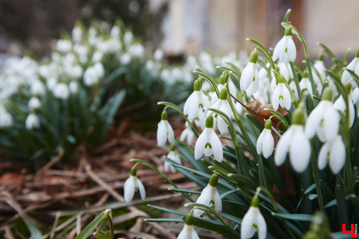 Красоты вам в ленту! Во Владимире прямо под окнами многоквартирного дома на улице Труда распустились подснежники. Сказочная полянка выглядит как настоящее чудо под открытым небом.