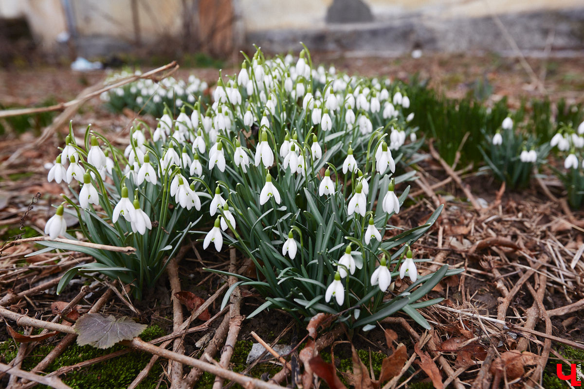 Красоты вам в ленту! Во Владимире прямо под окнами многоквартирного дома на улице Труда распустились подснежники. Сказочная полянка выглядит как настоящее чудо под открытым небом.