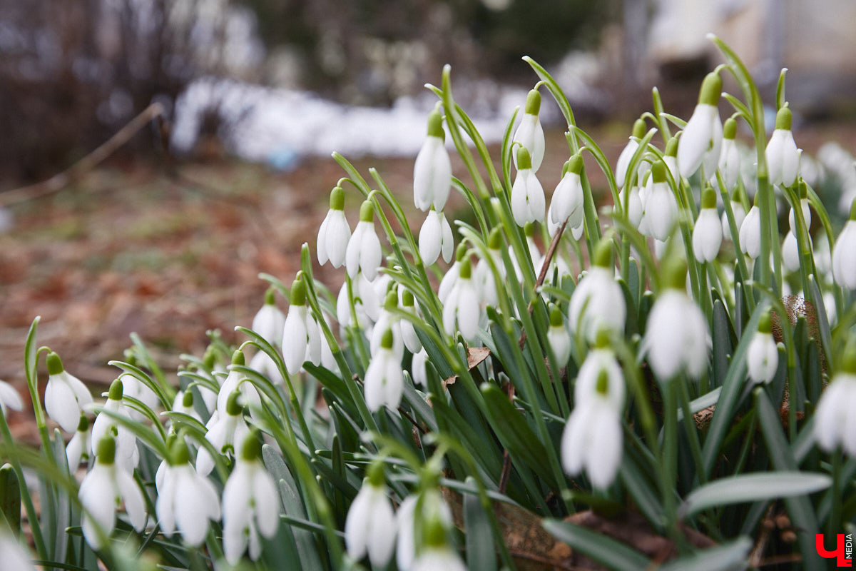 Красоты вам в ленту! Во Владимире прямо под окнами многоквартирного дома на улице Труда распустились подснежники. Сказочная полянка выглядит как настоящее чудо под открытым небом.