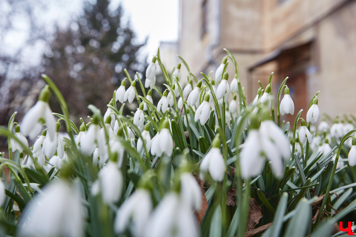 Красоты вам в ленту! Во Владимире прямо под окнами многоквартирного дома на улице Труда распустились подснежники. Сказочная полянка выглядит как настоящее чудо под открытым небом.
