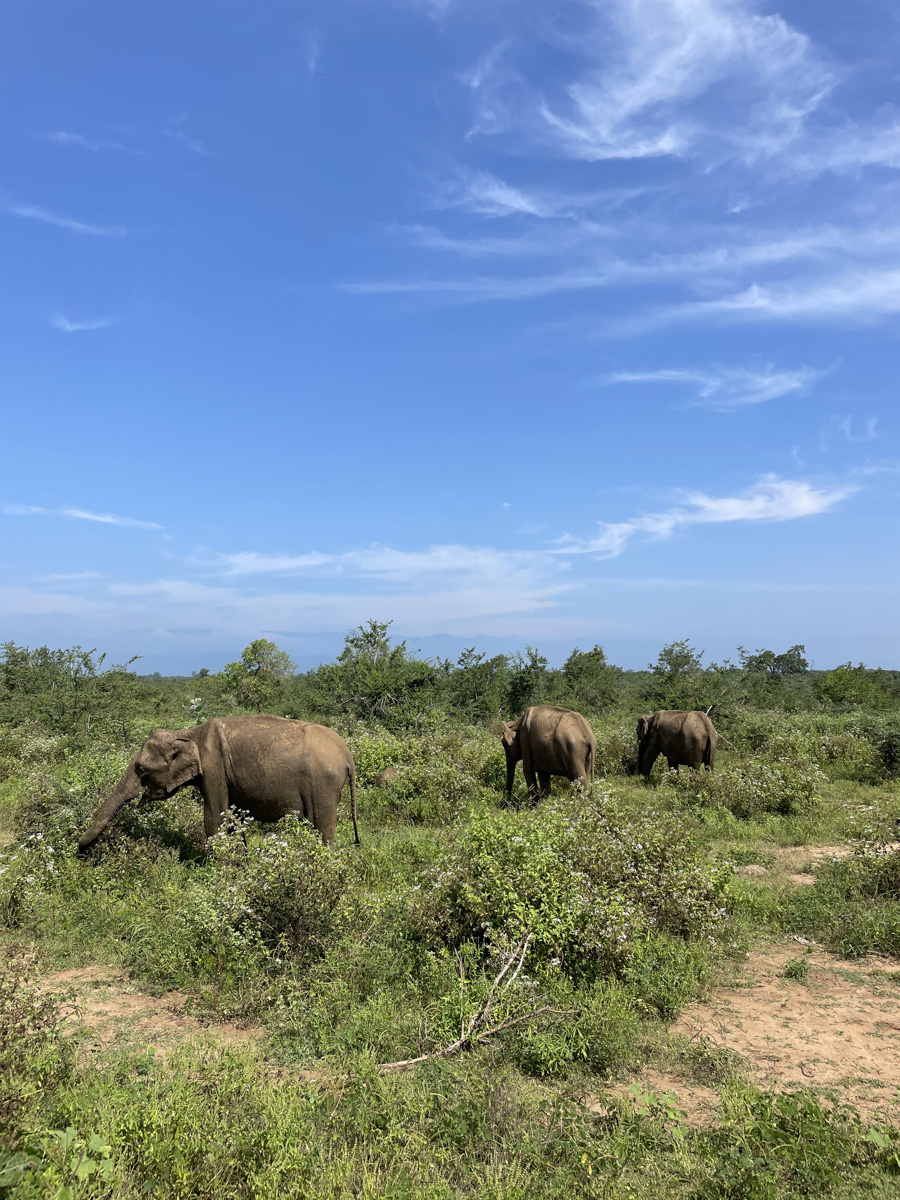 Константин Востриков четыре месяца прожил на острове в Индийском океане. Шри-Ланка — идеальное место для сёрфинга, а потому и пленила его возможностью поймать волну верхом на доске. Ради любимого хобби молодой человек был готов проводить на воде круглые сутки, а теперь, вернувшись домой во Владимир, вспоминает о том, как же это было круто!